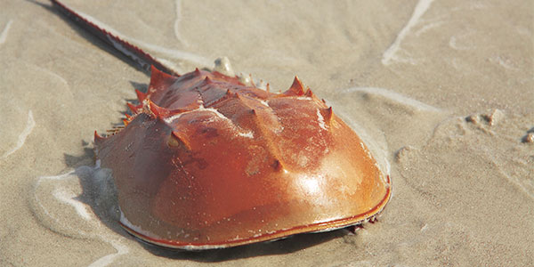 Horseshoe Crab Review | Science Quiz - Quizizz