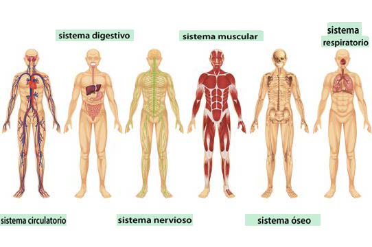 los sistemas digestivo y excretor - Grado 8 - Quizizz