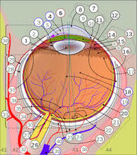 Cartões de anatomia - Série 10 - Questionário