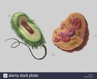 procariotas y eucariotas Tarjetas didácticas - Quizizz