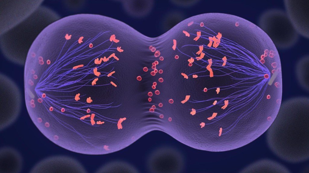 Biología - Grado 6 - Quizizz