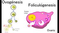 Repaso 5 : Ovogénesis y Foliculogénesis