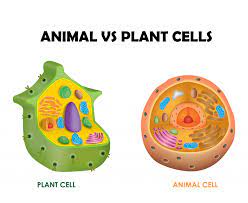 plant and animal cell - Class 4 - Quizizz