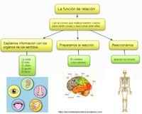 regulación genética - Grado 4 - Quizizz