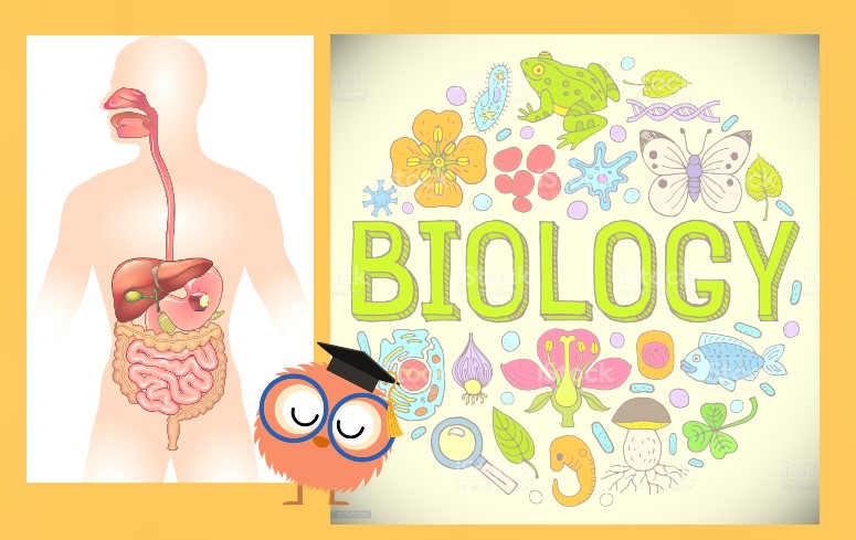 developmental biology - Class 6 - Quizizz