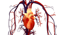 the circulatory and respiratory systems - Grade 3 - Quizizz