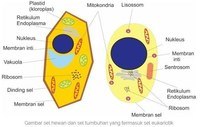 prokariota dan eukariota - Kelas 5 - Kuis