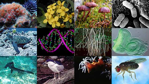 plant biology - Year 7 - Quizizz