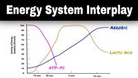 the digestive and excretory systems - Year 11 - Quizizz