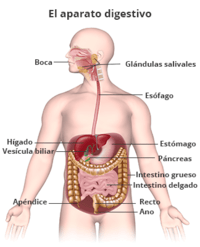 os sistemas digestivo e excretor - Série 10 - Questionário