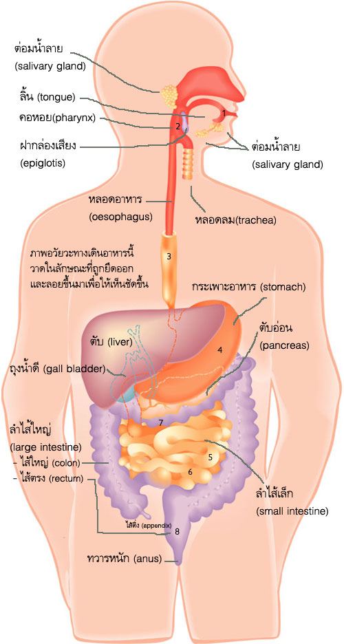 ระบบย่อยอาหารของมนุษย์ | 1.6K Plays | Quizizz