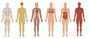 Anatomy - Human Body Organization