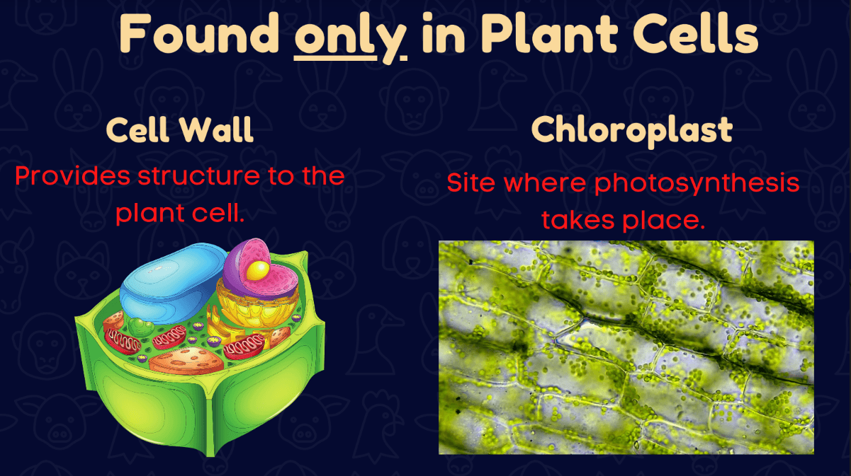 The Function Of Organelles Questions & Answers For Quizzes And Tests ...