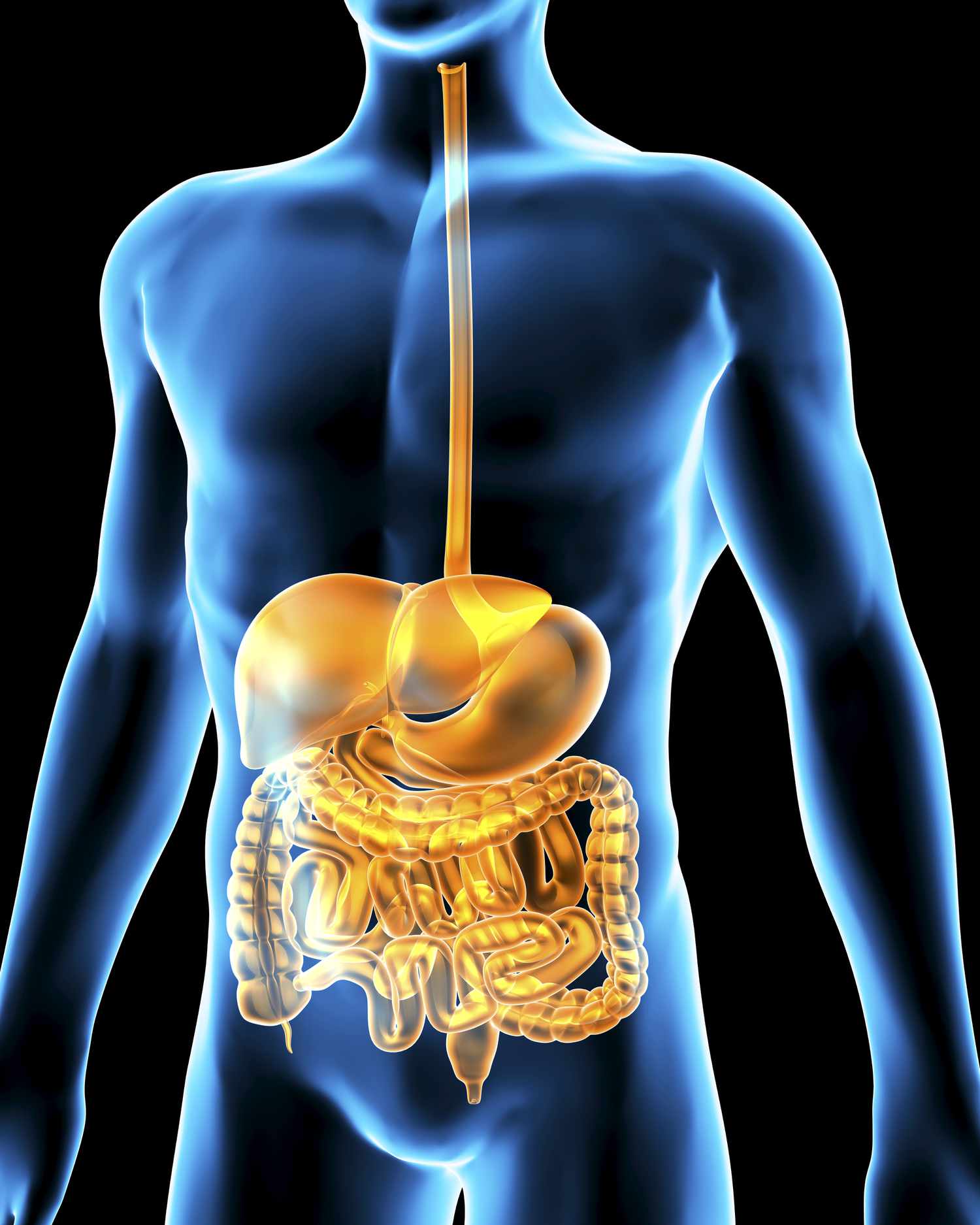 los sistemas digestivo y excretor - Grado 10 - Quizizz