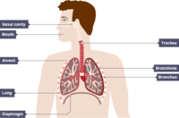 the reproductive system - Year 8 - Quizizz