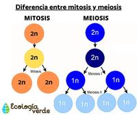 El ciclo celular y la mitosis. - Grado 3 - Quizizz