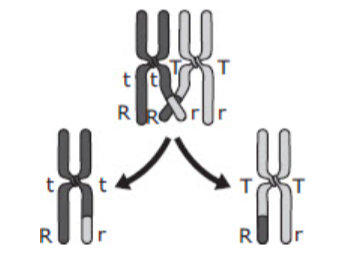 Mutations and Monohybrid Crosses