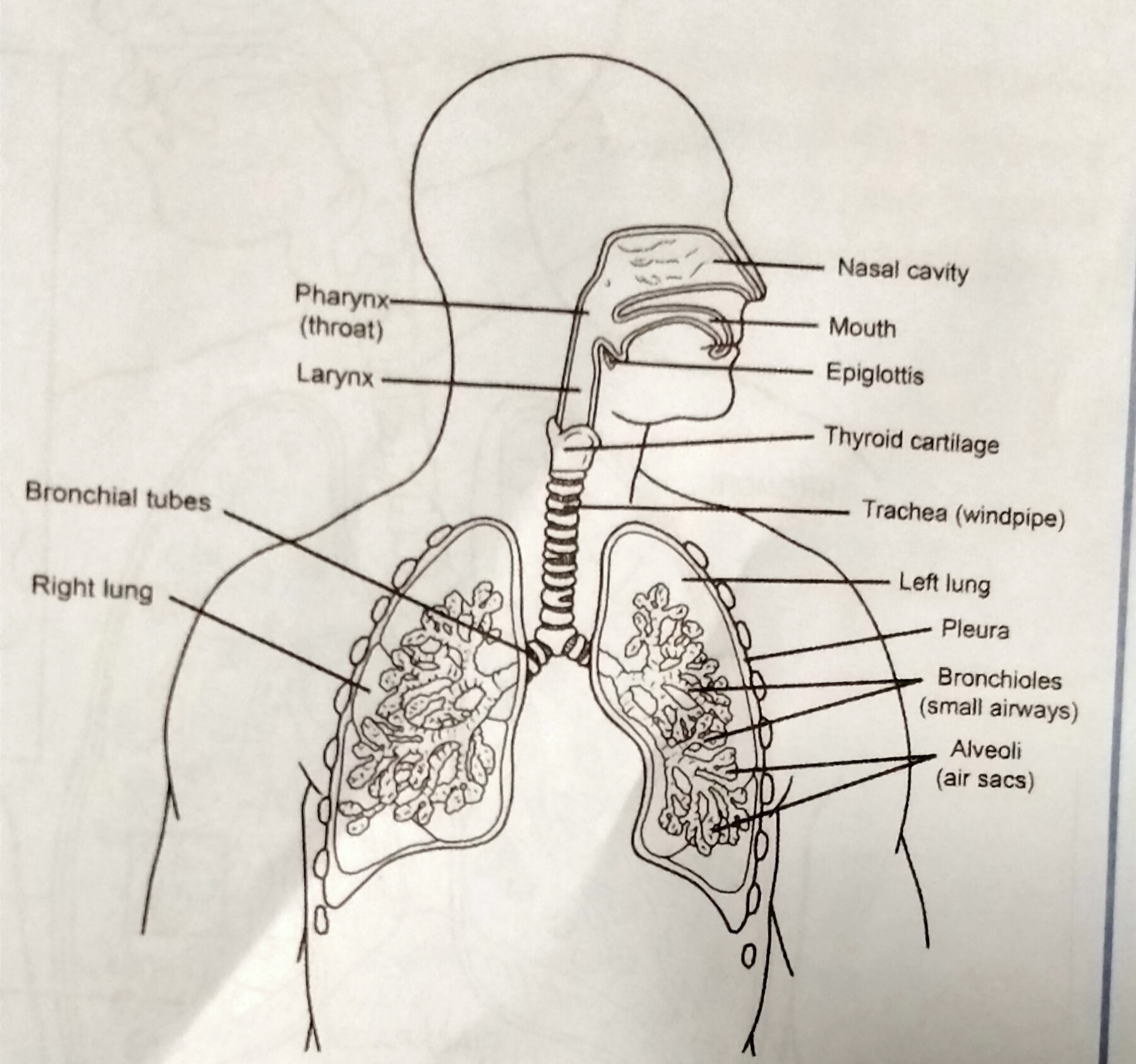 Q1: G9 -Review about Respiratory System | Science - Quizizz