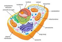 prokaryotes and eukaryotes - Class 2 - Quizizz