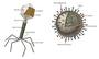 Virus vs Cells