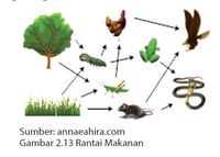 rantai makanan - Kelas 5 - Kuis