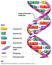 dna structure and replication Flashcards - Quizizz