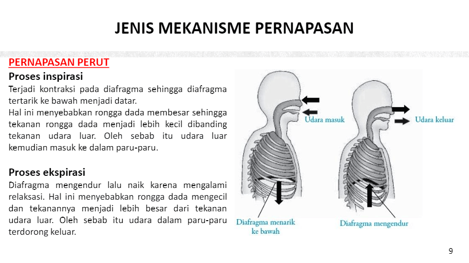 KB 2 - Mekanisme Pernapasan | Biology - Quizizz