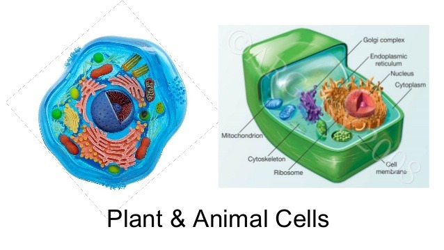 Introduction into Cells Quiz | Science - Quizizz