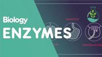 enzymes - Class 11 - Quizizz