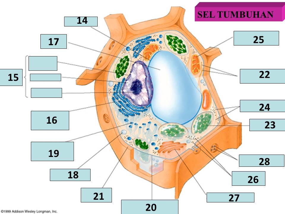 Suatu sel dapat dinyatakan sebagai sel prokariotik jika