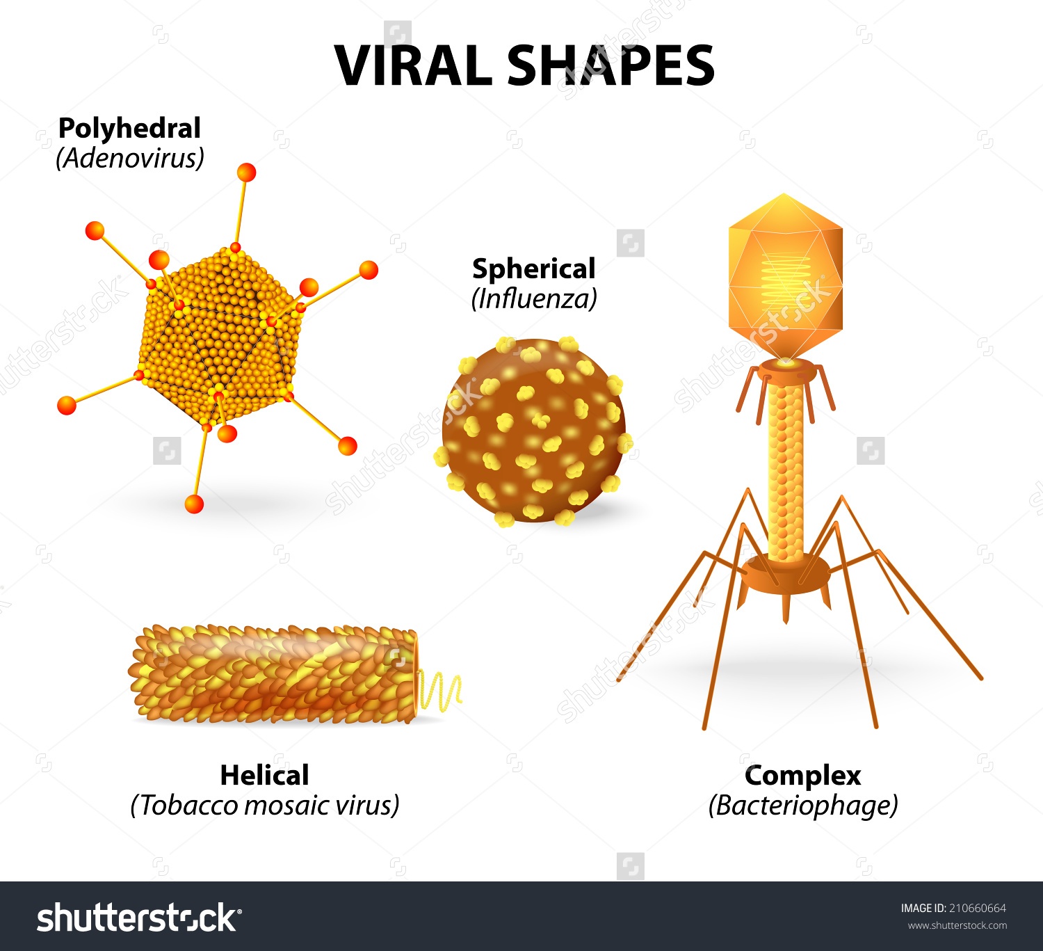 Viruses and Cells | Other - Quizizz