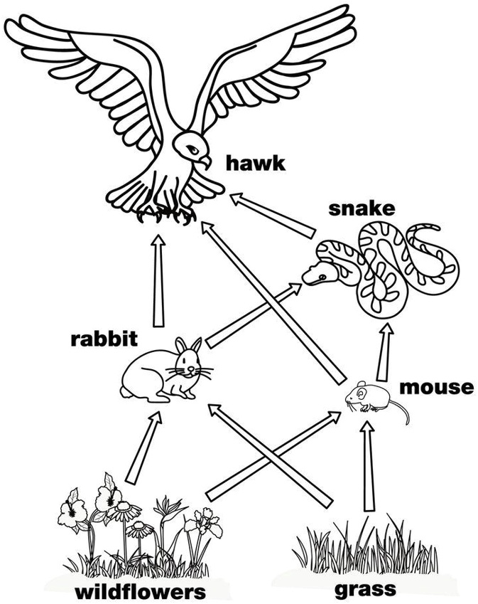 Ecology: Food Webs and Energy Flow