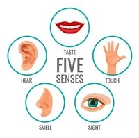 The 5 Senses - Class 3 - Quizizz