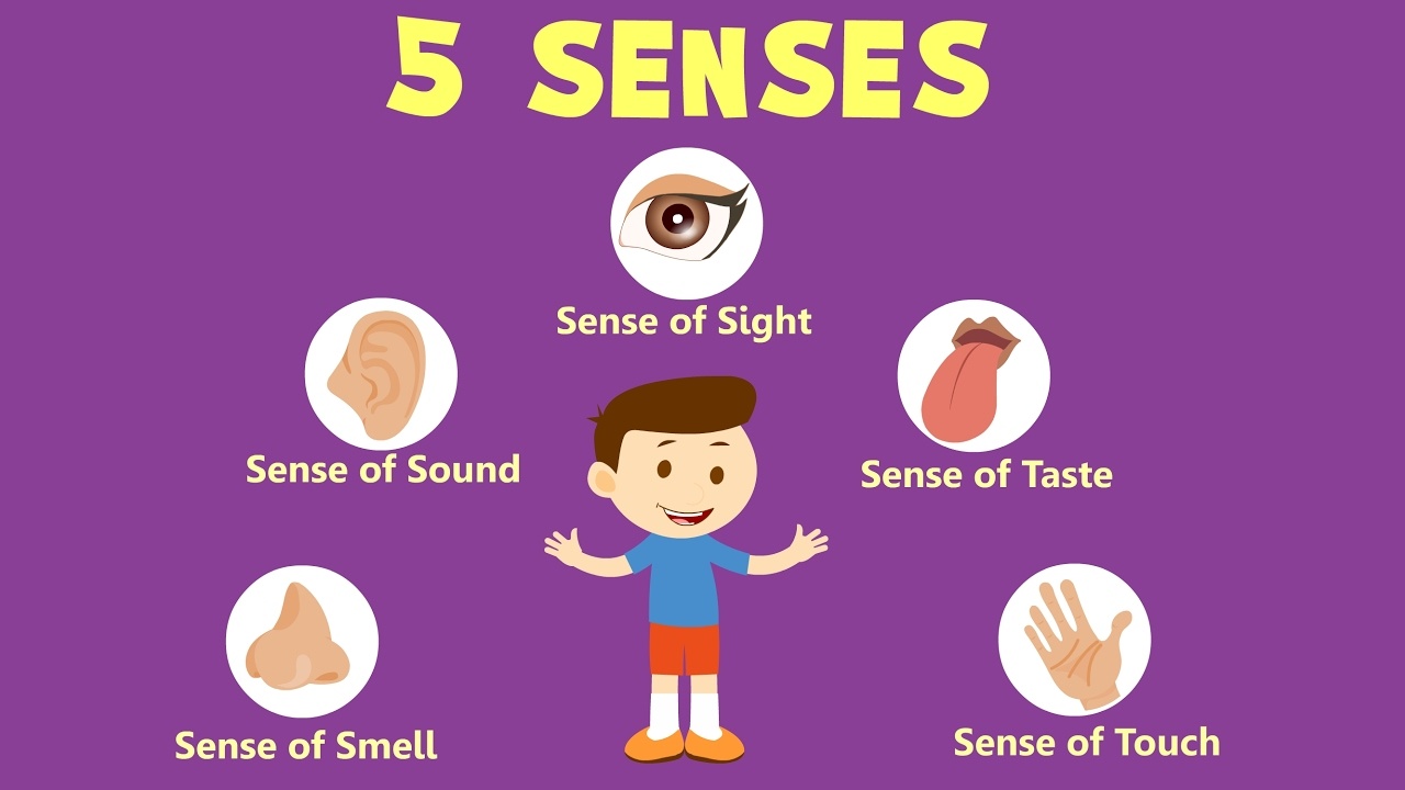 The 5 Senses - Class 11 - Quizizz