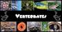 Vertebrates