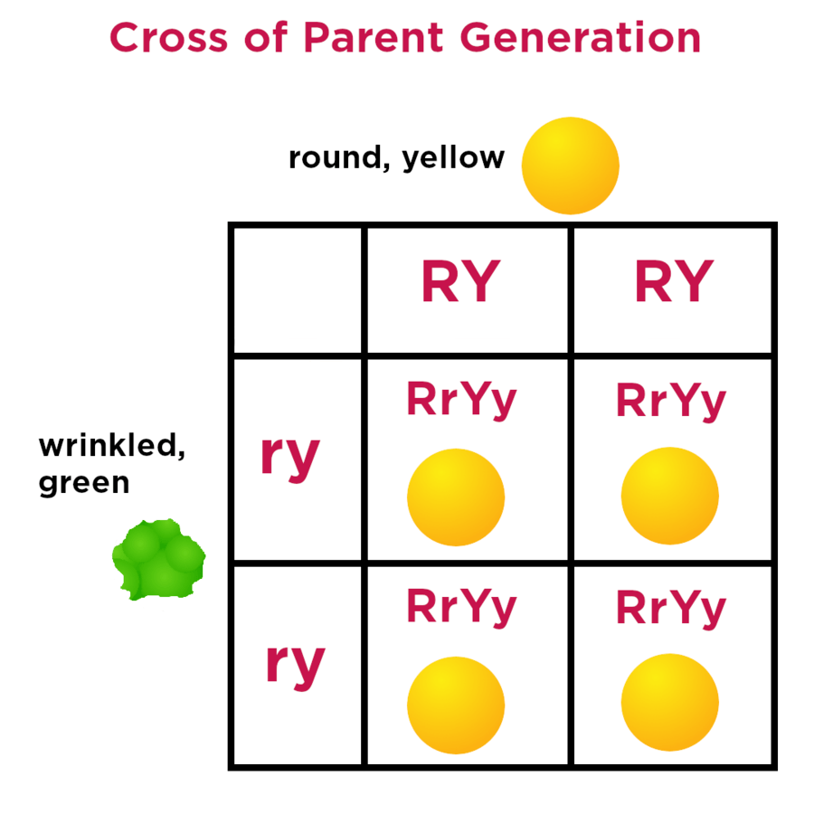 Basics Of Genetics And Punnett Squares Science Quizizz