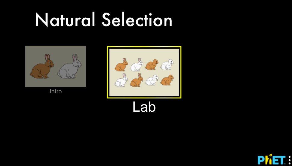 natural selection - Year 10 - Quizizz