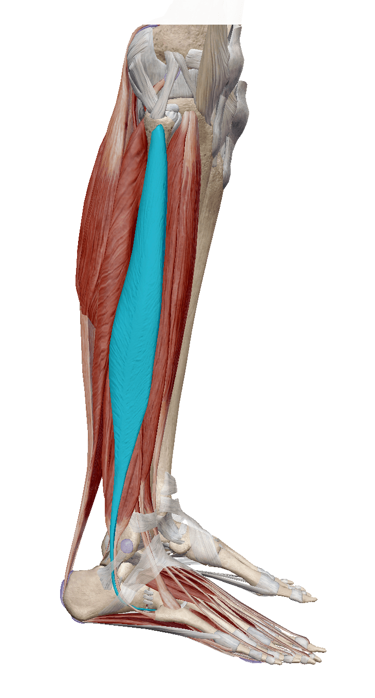 Miologia de la pierna | Quizizz