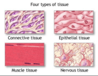 tissues - Class 5 - Quizizz