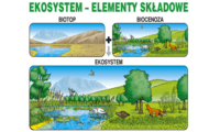 ekosystemy - Klasa 8 - Quiz