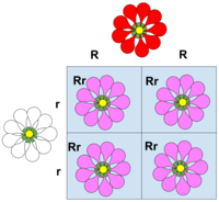 non mendelian inheritance - Grade 12 - Quizizz