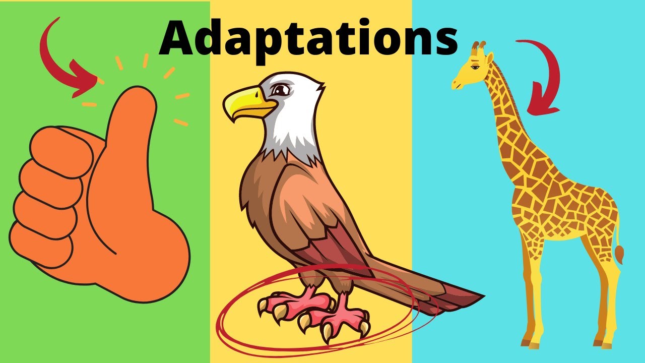 Adaptations in Plants and Animals