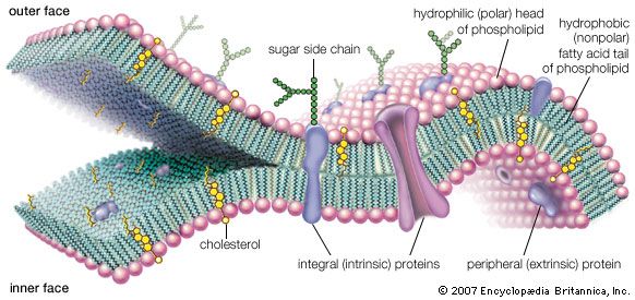 structure of a cell - Year 9 - Quizizz