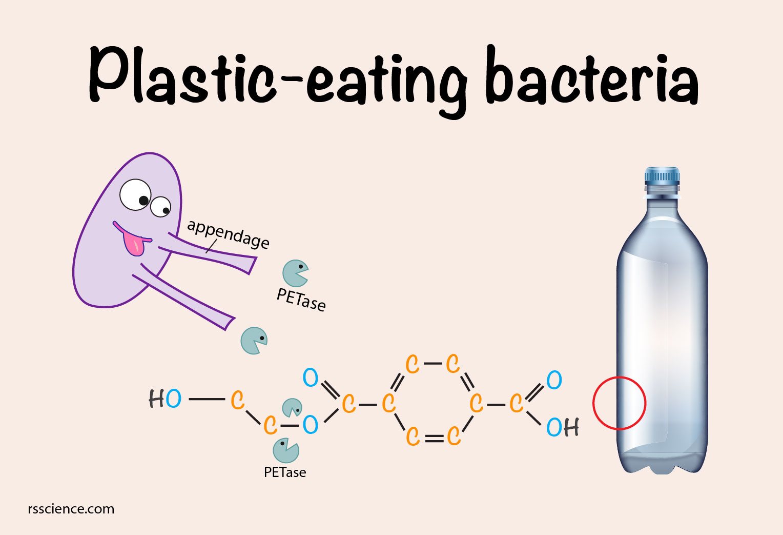 bacteria and archaea - Year 8 - Quizizz