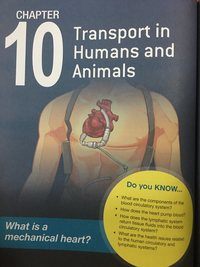 human biology - Class 10 - Quizizz