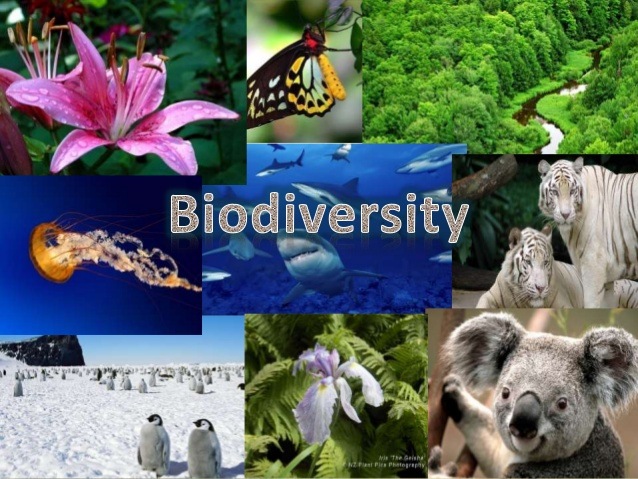 Biodiversity and classification | 564 plays | Quizizz