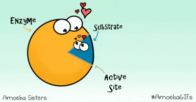 Metabolism Enzymes Biology Quizizz