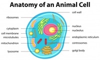 célula vegetal y animal - Grado 9 - Quizizz