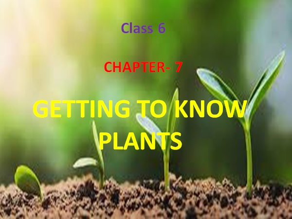 GETTING TO KNOW PLANTS QUIZ