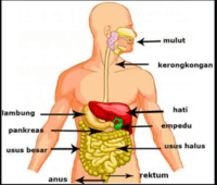 berarti - Kelas 5 - Kuis